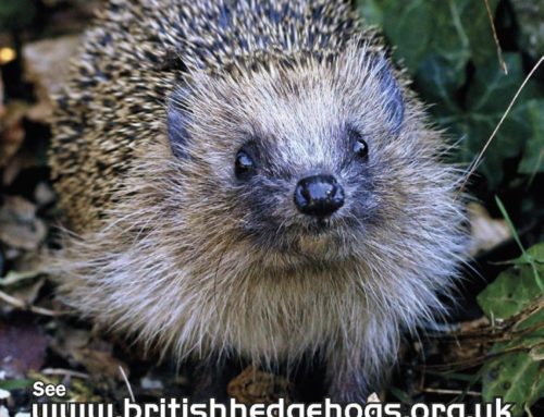 It’s Hedgehog Awareness Week!