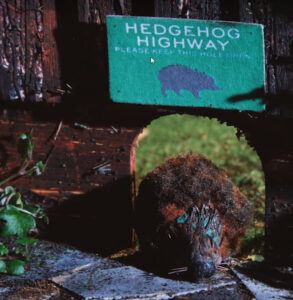 Hedgehog Highway Herschel Systems Limited